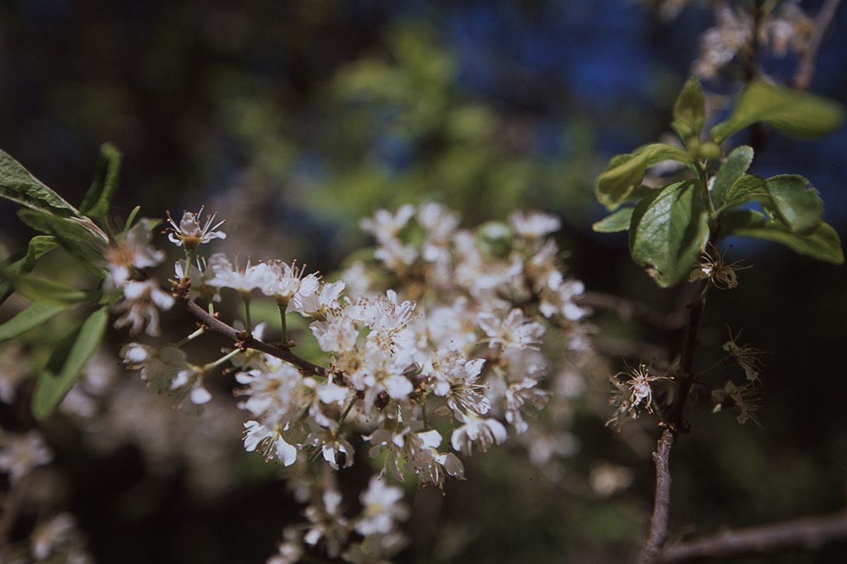 nikon f5, fujifilm provia 100, film