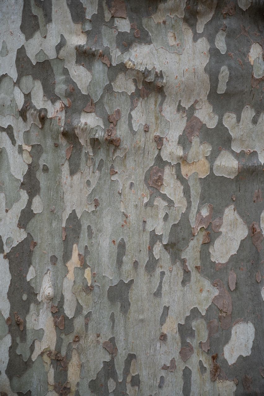 nikon z6, tree, bark