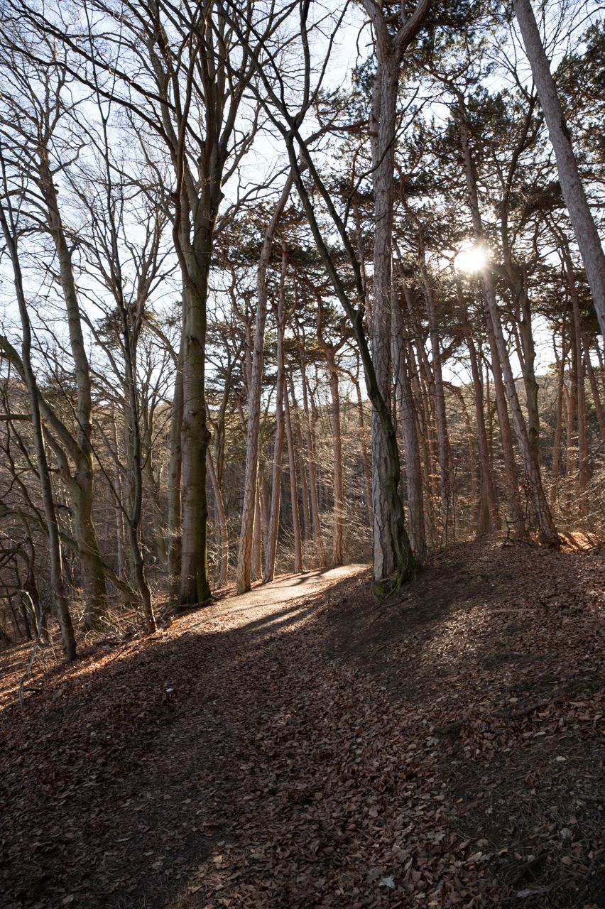 nikon z6, forest, trees