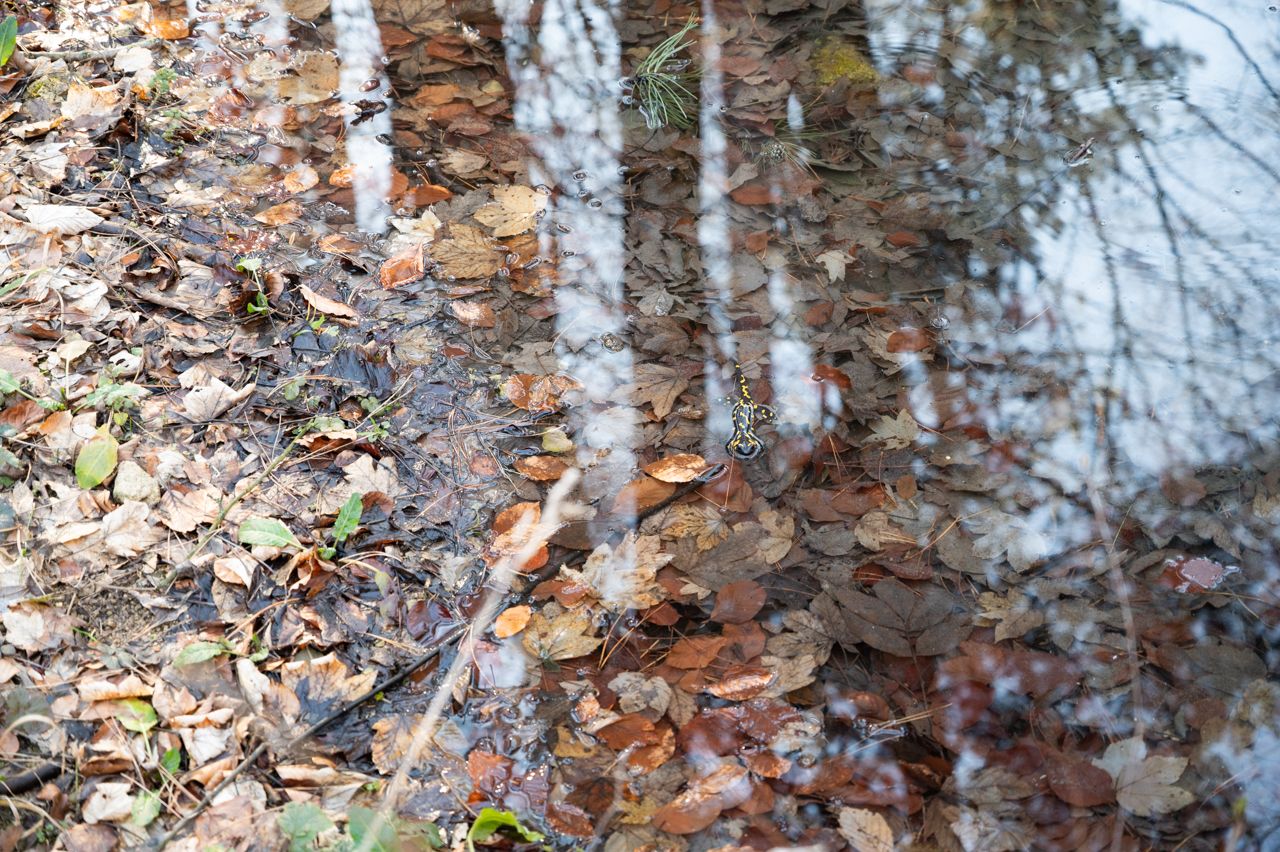 nikon z6, water, salamander