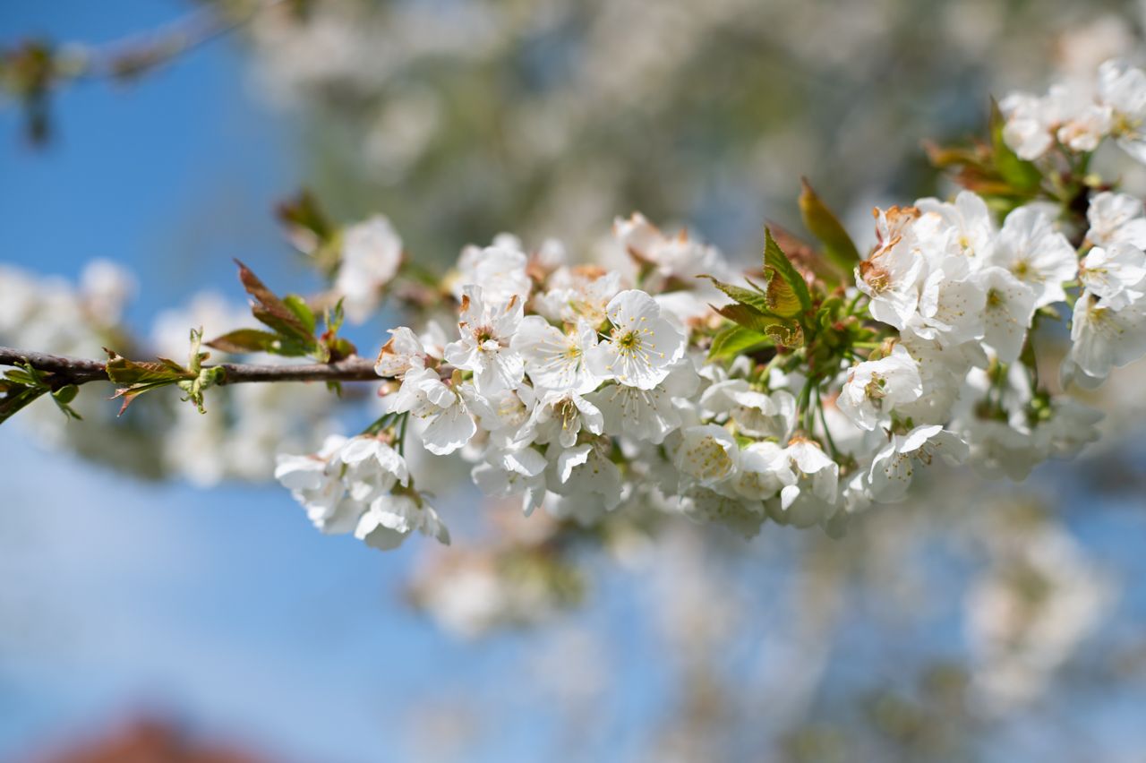 nikon z6, spring, cherry tree, blossom
