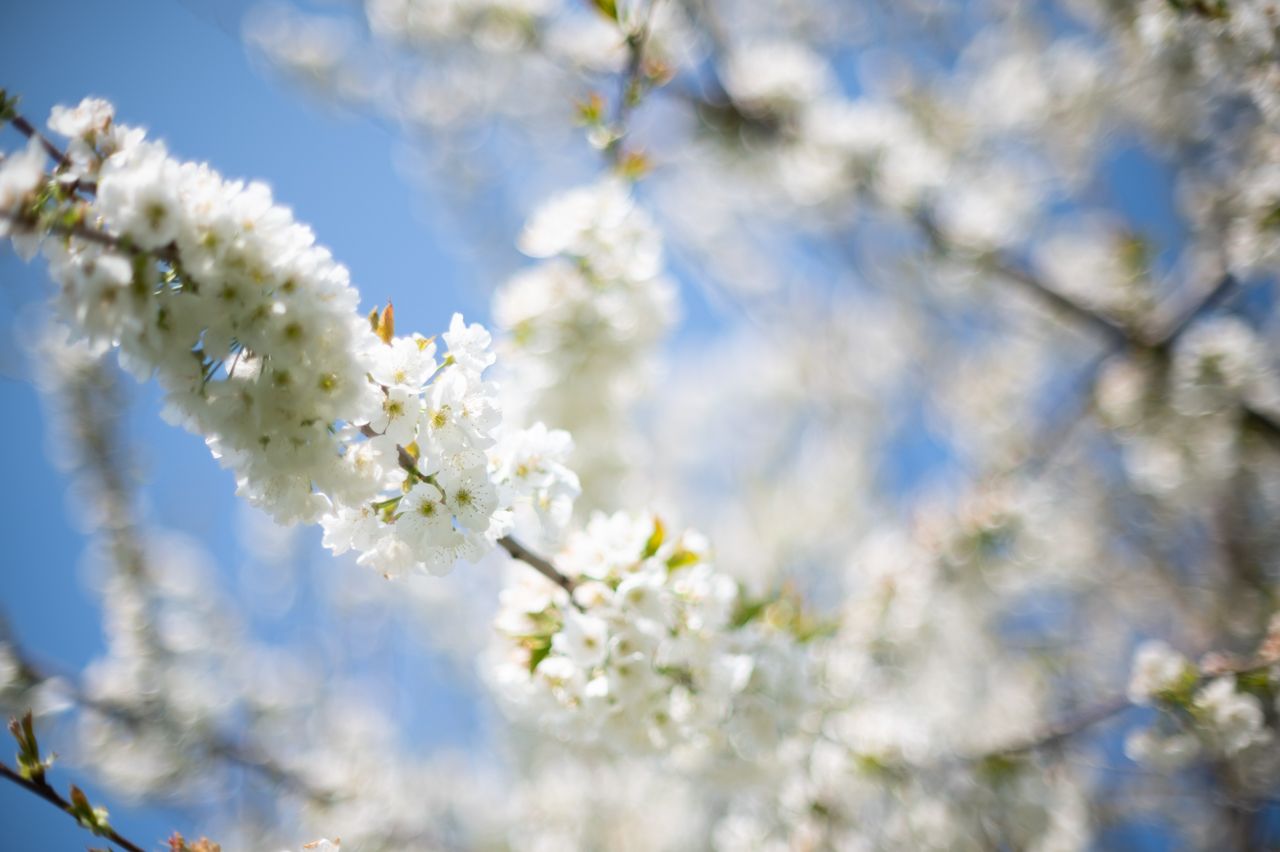 nikon z6, spring, cherry tree, blossom