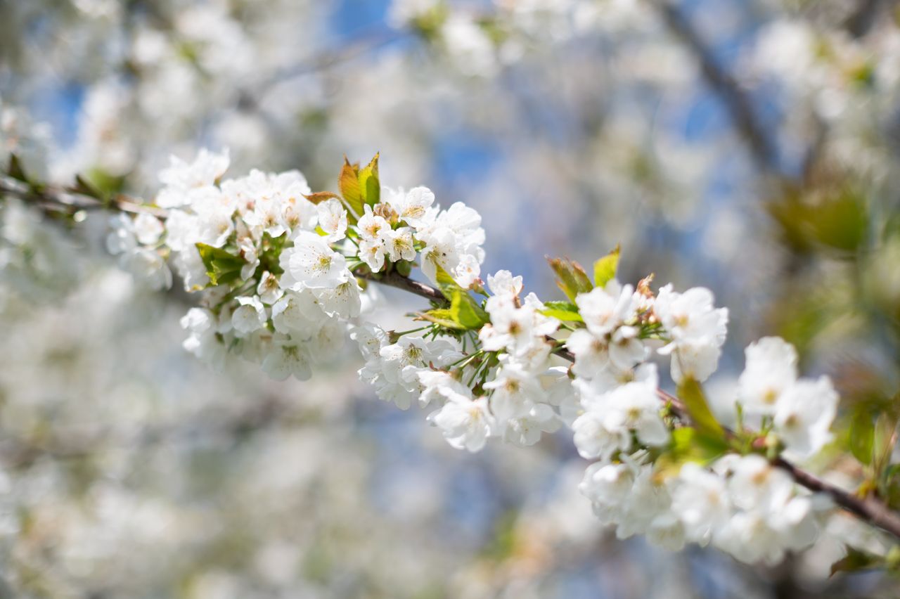 nikon z6, spring, cherry tree, blossom