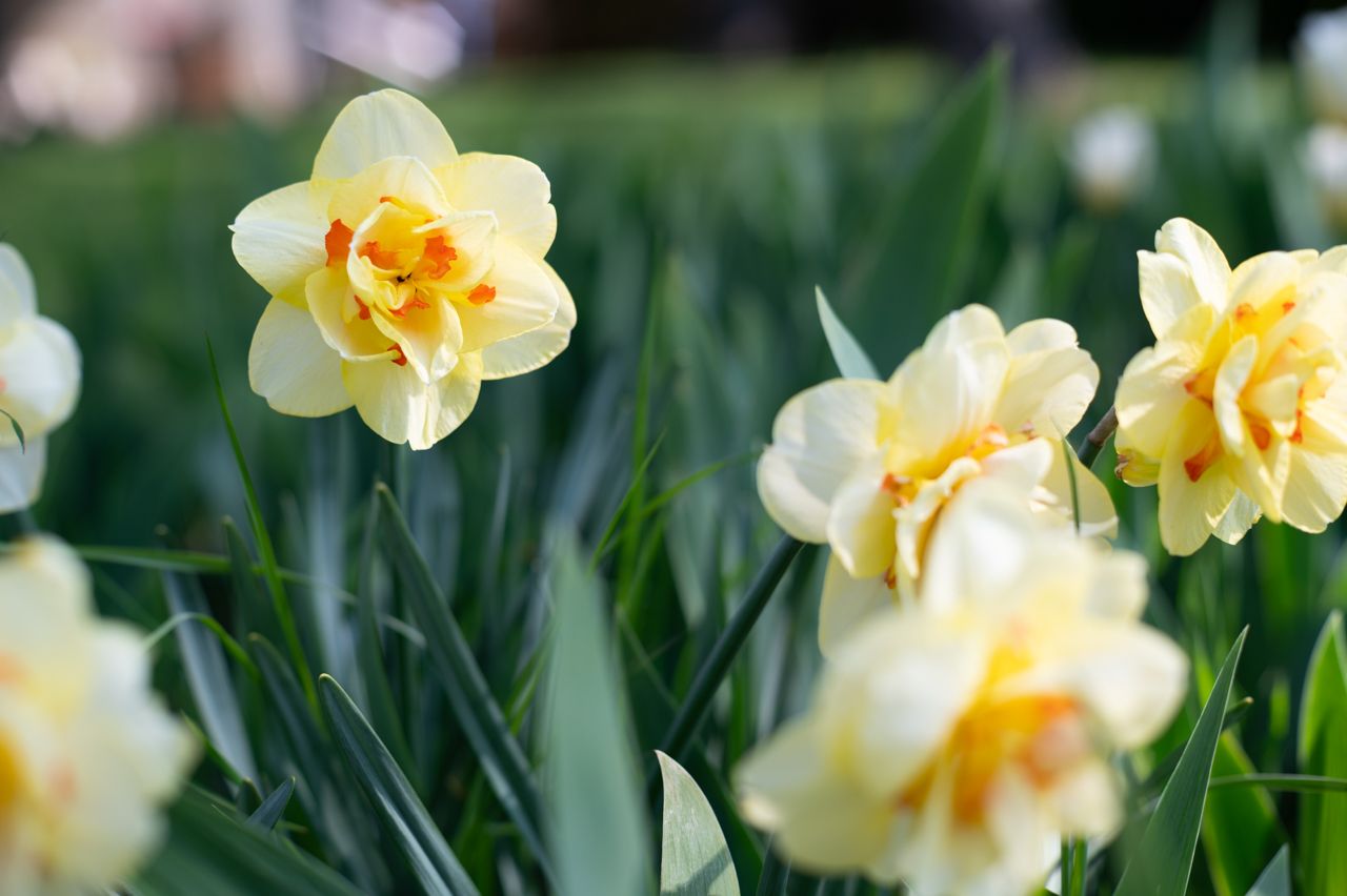 nikon z6, spring, flower