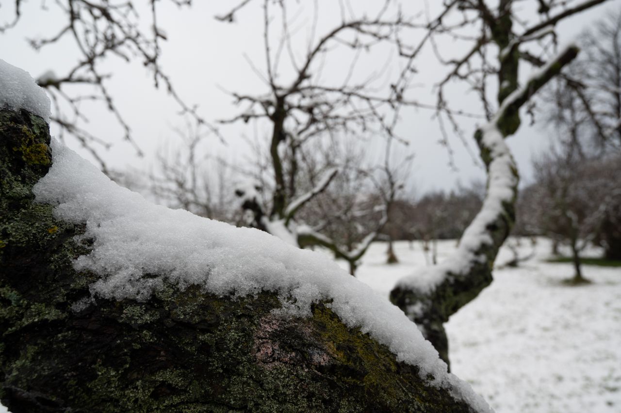 nikon z6, tree, snow