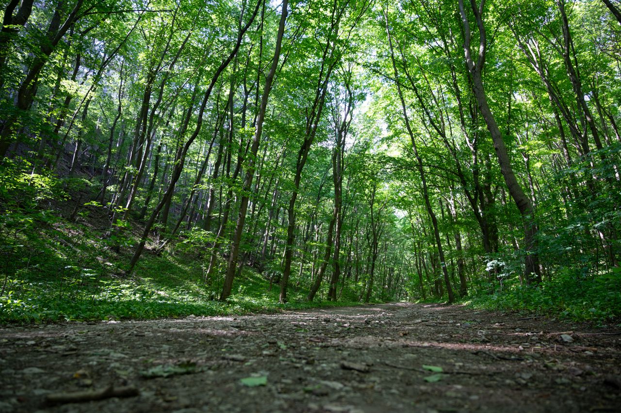 nikon z6, forest, trees