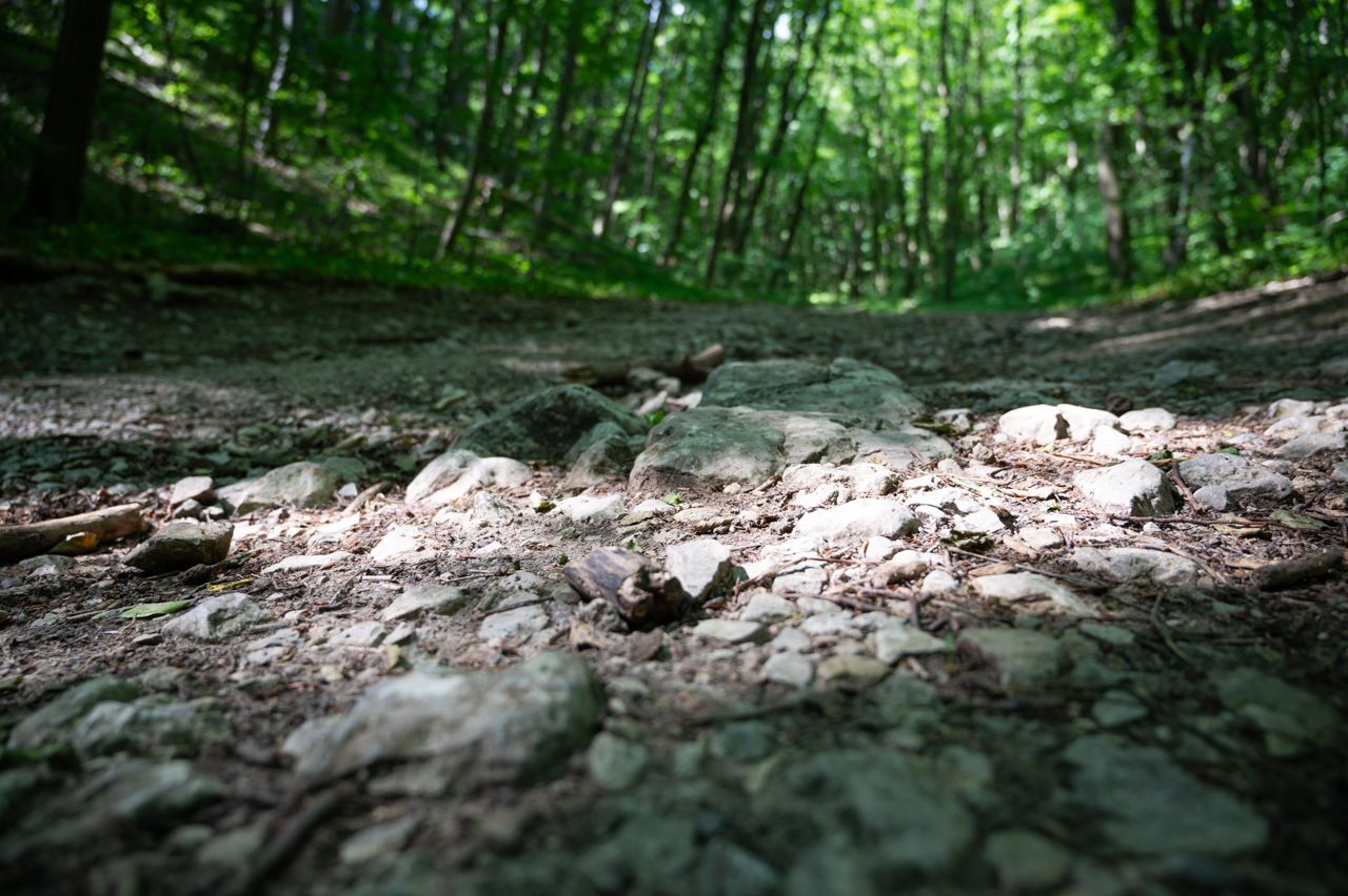 nikon z6, forest, trees