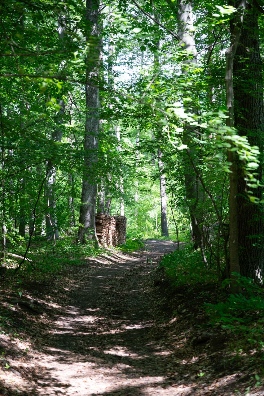 nikon z6, forest, trees