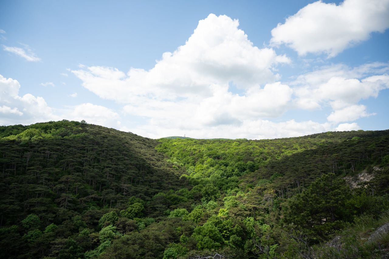 nikon z6, landscape, forest