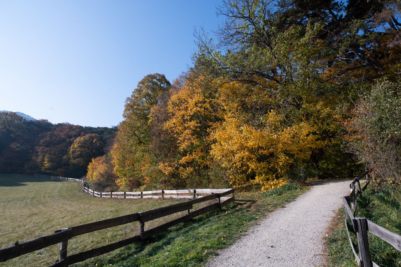 nikon z6, autumn, leaves