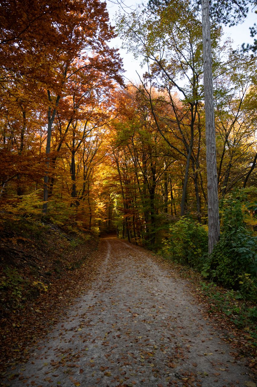 nikon z6, autumn, leaves