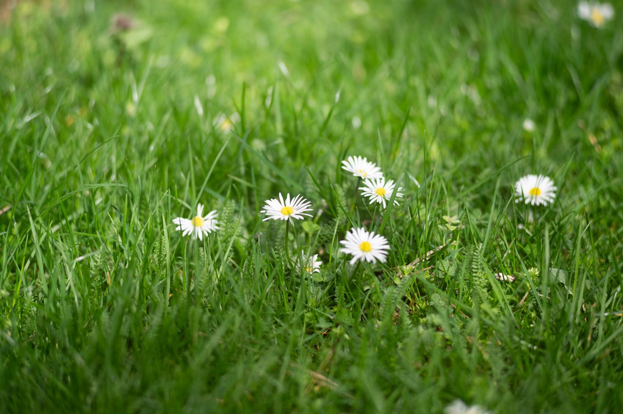 nikon z6, spring, flower