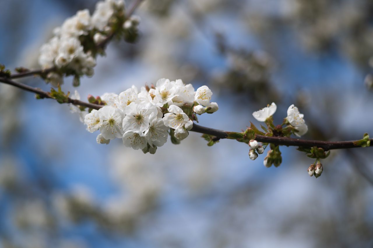 nikon z6, spring, cherry tree, blossom