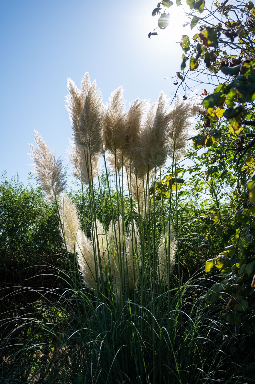 nikon z6, grass